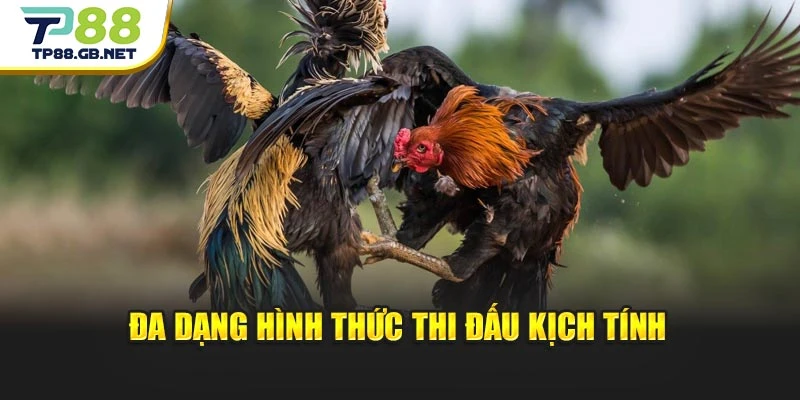 Đa dạng hình thức thi đấu kịch tính