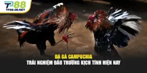 Đá Gà Campuchia Trải Nghiệm Đấu Trường Kịch Tính Hiện Nay